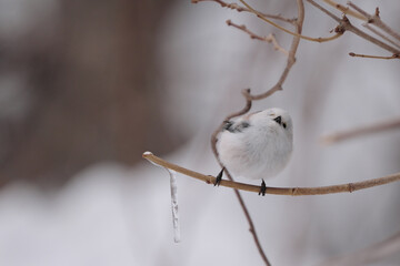 枝に止まったシマエナガ