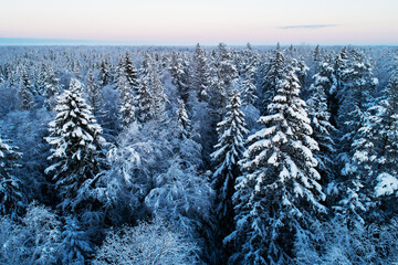 Above a snowy and frosty mixed boreal forest on a December day in Estonia, Northern Europe	