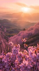 Sunlit scene overlooking the sakura plantation with many blooms, bright rich color, professional...
