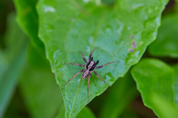 Spider on a leaf