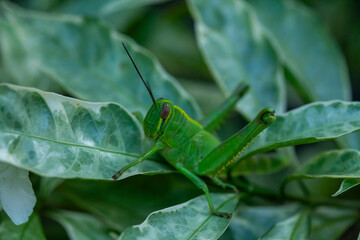Grasshopper in leaves of plants