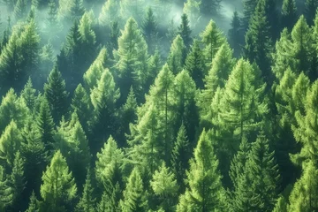 Zelfklevend Fotobehang Old growth forest of healthy green spruce, fir and pine trees. generative ai. © SEUNGJIN