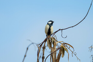枝に留まるシジュウカラ