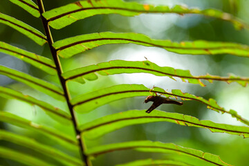 Grasshopper in leaves of plants