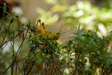 Grasshopper in leaves of plants