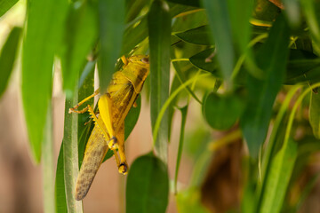 Grasshopper in leaves of plants