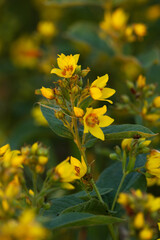 Closeup of Yellow loosestrife flowers on a summer evening in Estonia, Northern Europe	