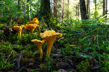 Fototapety na wymiar - Fototapeta24.pl