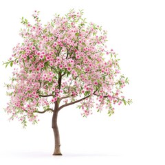 Fototapeta premium apple tree with flowers isolated on white background
