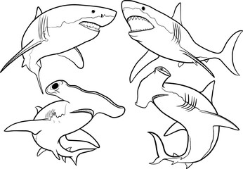 shark, set of vector images. Outline illustrations of sharks. great white shark, hammerhead shark - obrazy, fototapety, plakaty