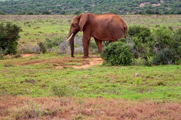 animals on safari