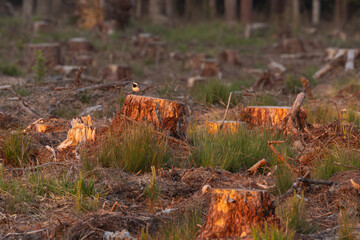 A lonely White wagtail standing on a stump on a clear-cut area during sunrise in rural Estonia, Northern Europe