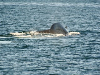 whale whatching &Iacute;safj&ouml;r&eth;ur, Iceland