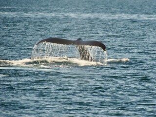 whale whatching Ísafjörður, Iceland © Massimiliano