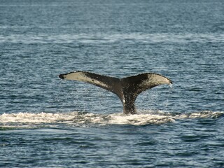 whale whatching Ísafjörður, Iceland © Massimiliano
