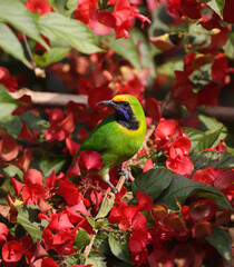 Golden fronted leafbird on flower.golden-fronted Leafbird(Chloropsis aurifrons) are common resident breeder in India, Sri Lanka, and parts of Southeast Asia.