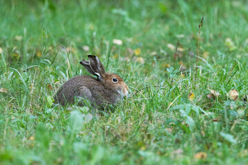 A Mountain hare staying still on an autumnal grassland in rural Estonia, Northern Europe