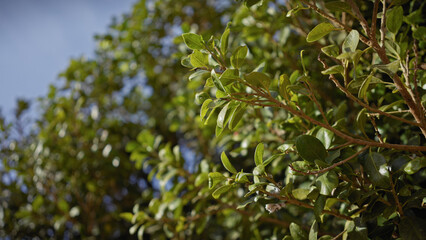 Closeup of a lush evergreen shrub in murcia, spain, with vibrant foliage under the sun.