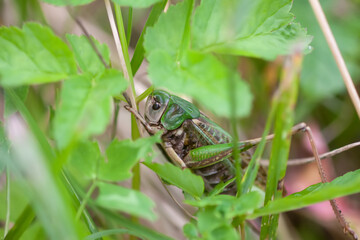 Meadow grasshopper on the plants close up.