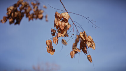 Close-up of dry brown leaves against a clear blue sky in murcia, spain, depicting seasonal change and natural beauty.