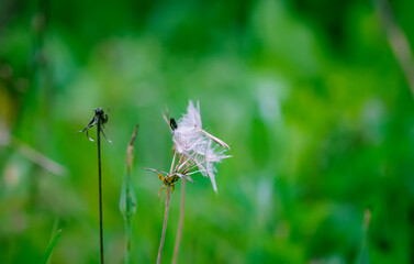 Faded wildflowers on summer field.