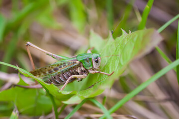 Meadow grasshopper on the plants close up.