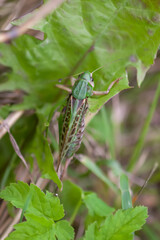 Meadow grasshopper on the plants close up.