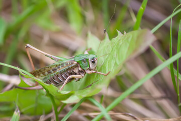 Meadow grasshopper on the plants close up.