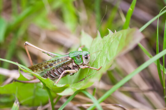 Meadow grasshopper on the plants close up.