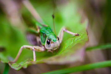 Meadow grasshopper on the plants close up.