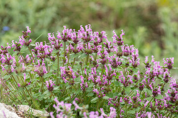 Obraz premium Purple-coloured wildflowers in nature. Greater Henbit flowers. Latin name Lamium amplexicaule