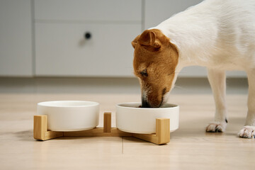 Dog eating dry food from a white bowl on the floor in kitchen, Hungry dog, Animal feeding and pet...