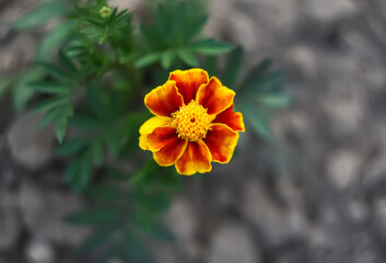 Marigold flowers. Tagetes erecta, Mexican, Aztec or African marigold plants.