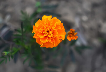 Marigold flowers. Tagetes erecta, Mexican, Aztec or African marigold plants.