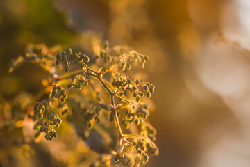 Hop plant in sunset light. Golen hour on evening.