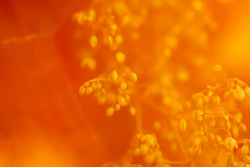 Hop plant in sunset light. Golen hour on evening.