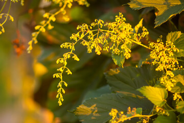 Hop plant in sunset light. Golen hour on evening.