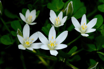 Ornithogalum umbellatum also known as the garden star ofBethlehem, grass lily a perennial bulbous flowering plant.