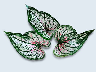Caladium flowering plant isolated on white background, the family Araceae, common name elephant ear, heart of Jesus, and angel wings, the original South American plant.