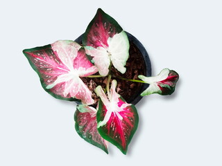 Caladium flowering plant isolated on white background, the family Araceae, common name elephant ear, heart of Jesus, and angel wings, the original South American plant.