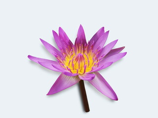 Water Lily (Nymphaea) or Lotus purple and white color blossom isolated on white background.