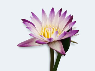 Water Lily (Nymphaea) or Lotus purple and white color blossom isolated on white background.