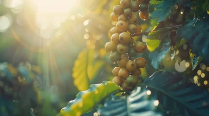 Foto auf Acrylglas Sunlit scene with ripe coffee beans close-up on a branch, bright rich color, professional photo © shooreeq