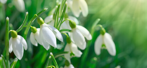 Snowdrops on bokeh background in sunny spring garden under sunbeams.