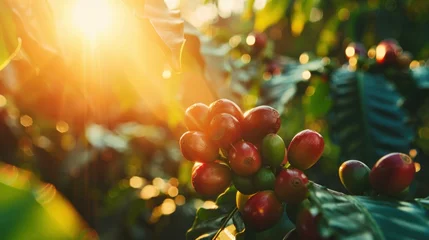 Fototapeten Sunlit scene with ripe coffee beans on the plantation, bright rich color, professional photo © shooreeq