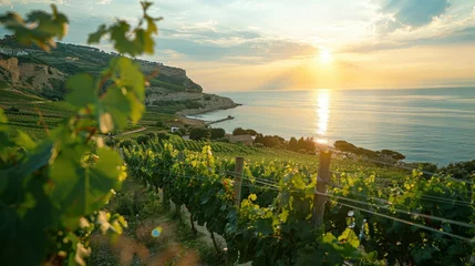Fototapeten Vineyards on the slopes of the Mediterranean coast, rays of the setting sun shining into the camera, warm summer evening, professional photo © shooreeq