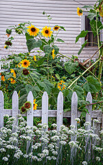 Sunflowers and Fence