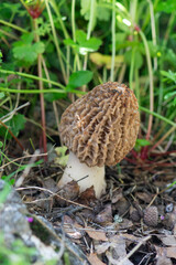Morchella esculenta is a common and edible mushroom species in Turkey.
