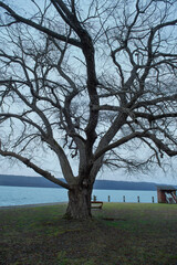 Lake Cayuga Tree