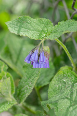 Symphytum asperum blossom. Blueflowers like bells with green leaves. - obrazy, fototapety, plakaty